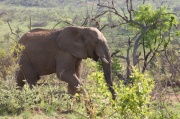 elephant (5)
